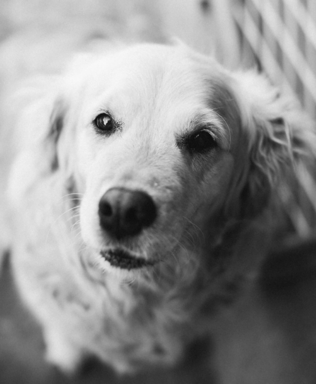 A soft black-and-white photo of a golden retriever looking into the camera