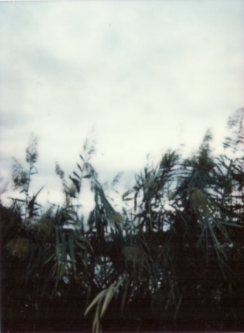 Tall reeds and grasses leaning against a pale overcast sky